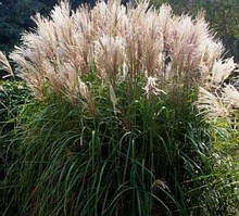 МІСКАНТУС КИТАЙСЬКИЙ ДРОННІНГ ІНГРИД (дорослий кущ з оголеним корінням)