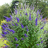 Буддлея Давида Butterfly Tower контейнер 1 л - 5 шт, фото 2