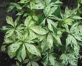 Виноград п'ятилистковий Star Showers 3 річний, Девичий виноград Стар Шоуерс, Parthenocíssus quinquefoliaor, фото 2