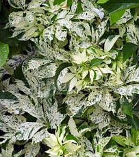 Виноград п'ятилистковий Star Showers 3 річний, Девичий виноград Стар Шоуерс, Parthenocíssus quinquefoliaor, фото 3