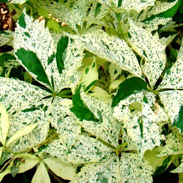 Виноград п'ятилистковий Star Showers 3 річний, Девичий виноград Стар Шоуерс, Parthenocíssus quinquefoliaor