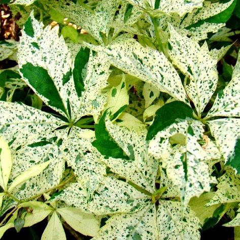 Виноград п'ятилистковий Star Showers 3 річний, Девичий виноград Стар Шоуерс, Parthenocíssus quinquefoliaor, фото 1