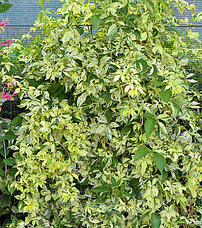 Виноград п'ятилистковий Star Showers 3 річний, Девичий виноград Стар Шоуерс, Parthenocíssus quinquefoliaor, фото 5