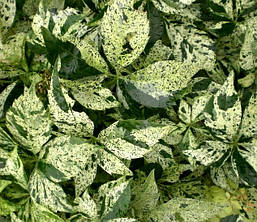 Виноград п'ятилистковий Star Showers 3 річний, Девичий виноград Стар Шоуерс, Parthenocíssus quinquefoliaor, фото 4