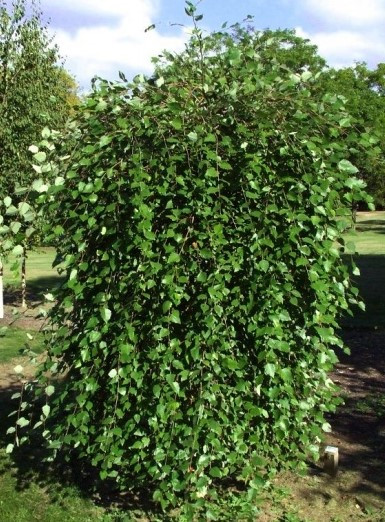 Береза чорна Summer Cascade 2 річна, Betula nigra Summer Cascade