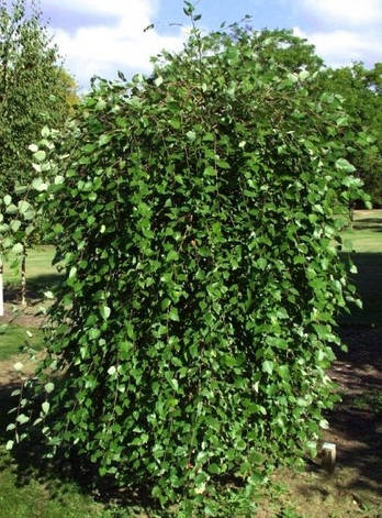 Береза чорна Summer Cascade 2 річна, Betula nigra Summer Cascade, фото 1