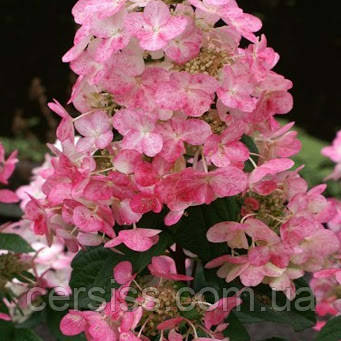 Гортензія мітловидна Меджикал флейм Hydrangea paniculata Magical Flame Bokratorch