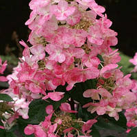 Гортензия метельчатая Меджикал флейм, Hydrangea paniculata Magical Flame Bokratorch