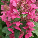 Гортензія мітловидна Меджикал флейм Hydrangea paniculata Magical Flame Bokratorch, фото 4