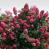 Гортензія мітловидна Меджикал флейм Hydrangea paniculata Magical Flame Bokratorch, фото 3
