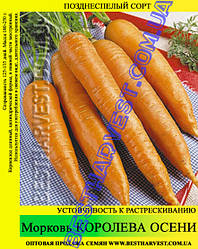 Насіння моркви «Королева осені» 25 кг (мішок)
