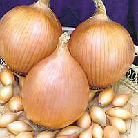 Лук севок Стурон 8/21 0.5 кг Top onions