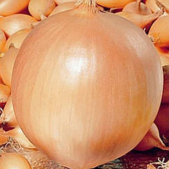 Цибуля сіянка Коррадо 8/21 0.5 кг Top Onions