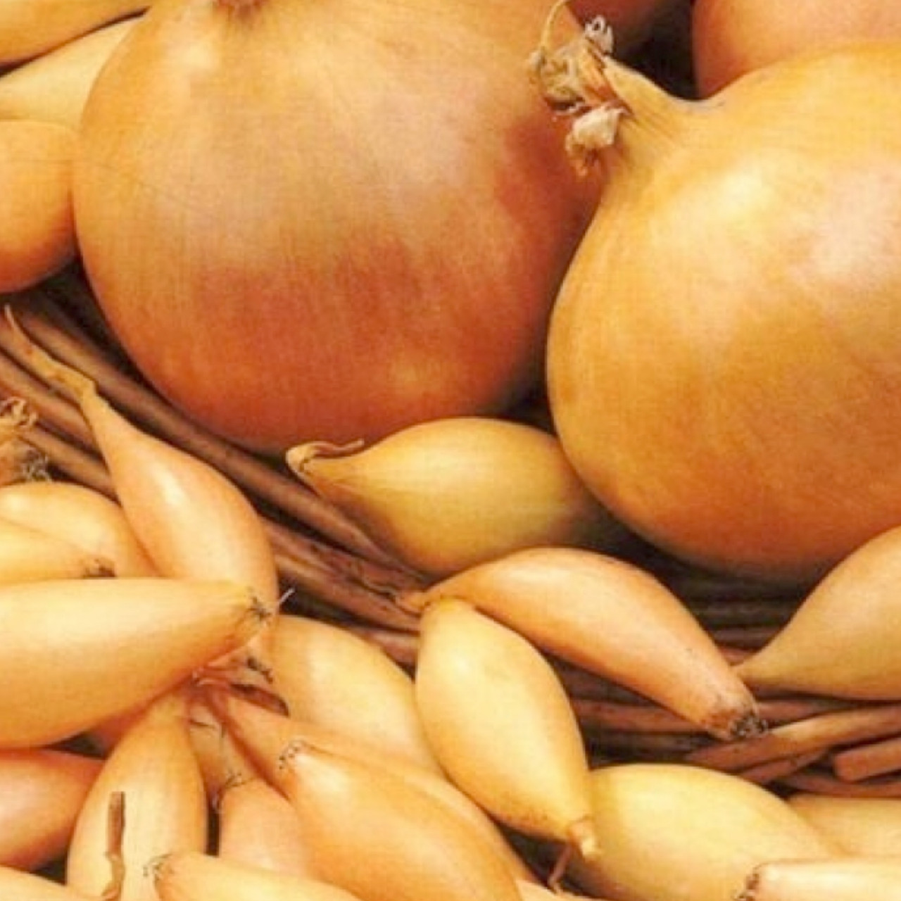 Цибуля сіянка Голіат 8/21 0.5 кг Broer, фото 1