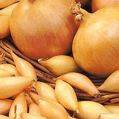 Цибуля сіянка Голіат 8/21 0.5 кг Broer