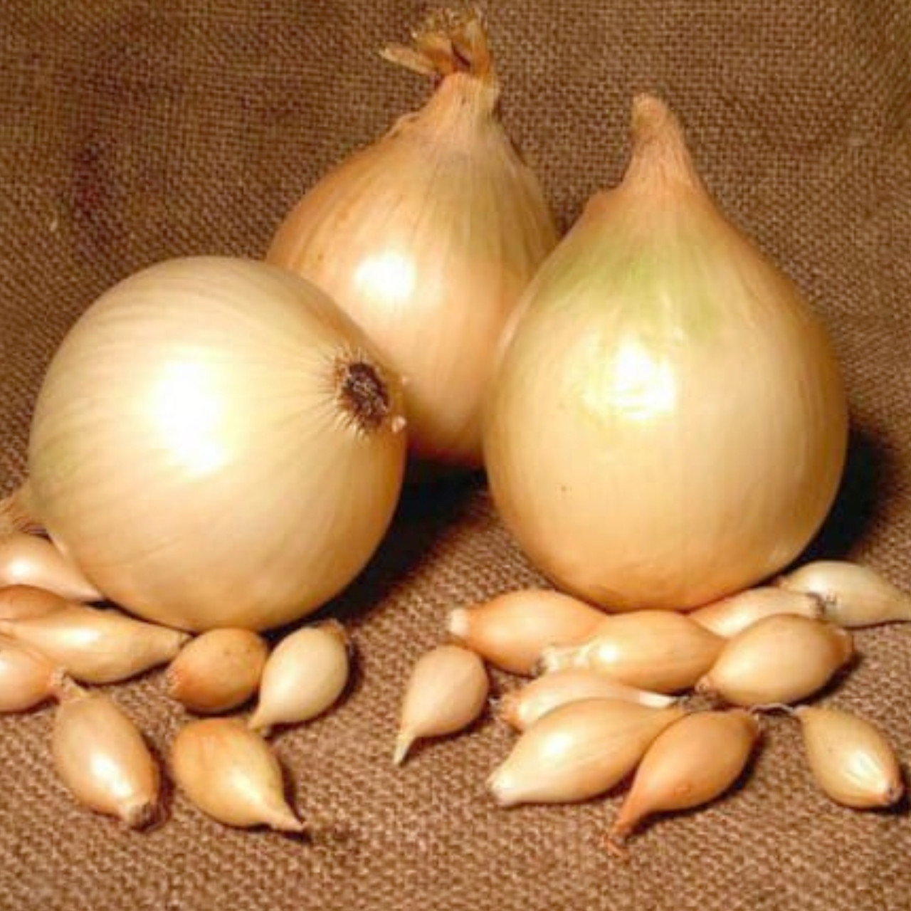 Цибуля сіянка Центуріон 8/21 0.5 кг Broer, фото 1