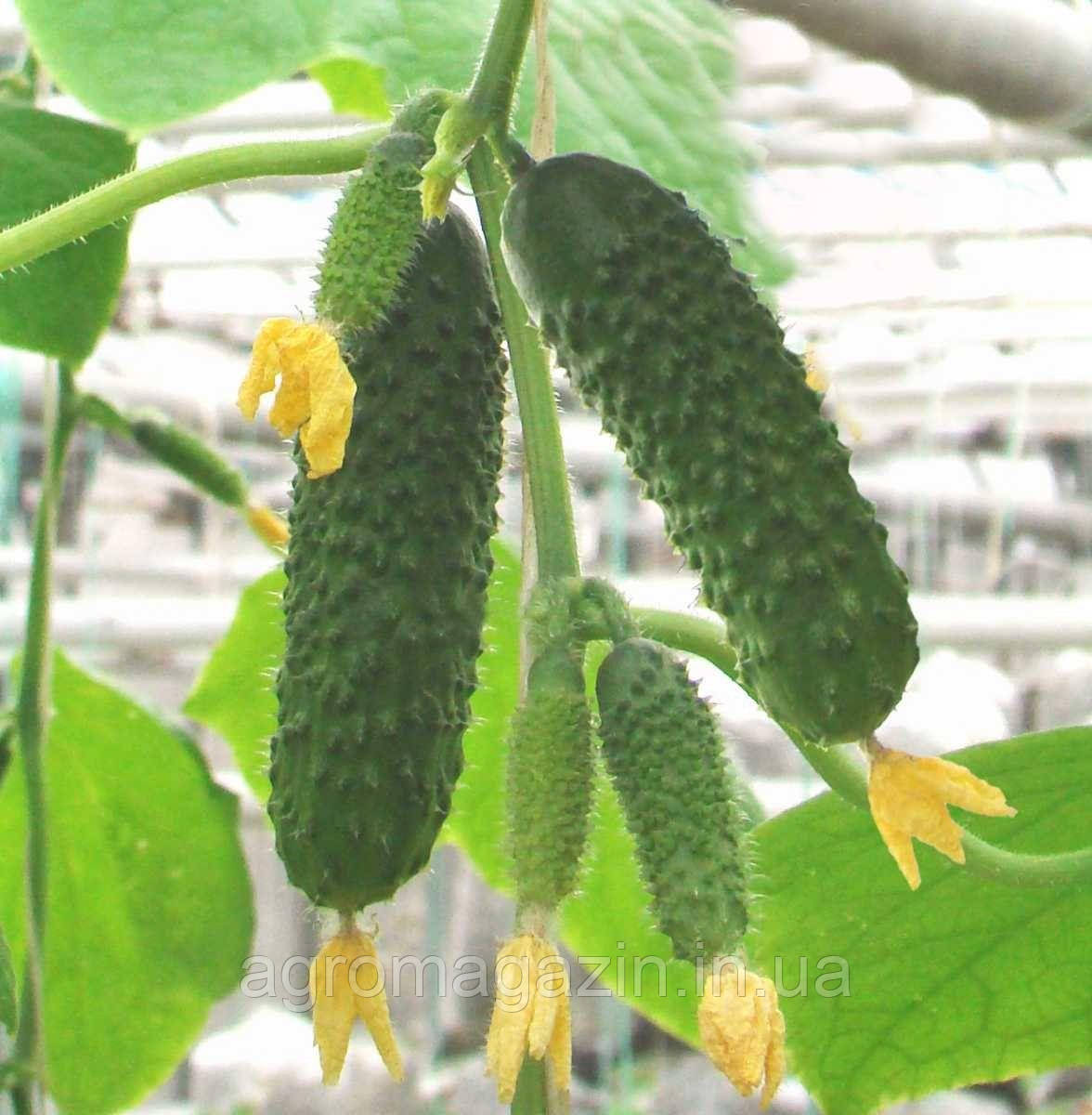 Огірок Артист F1 (100нас.) Bejo Zaden (Голандія)