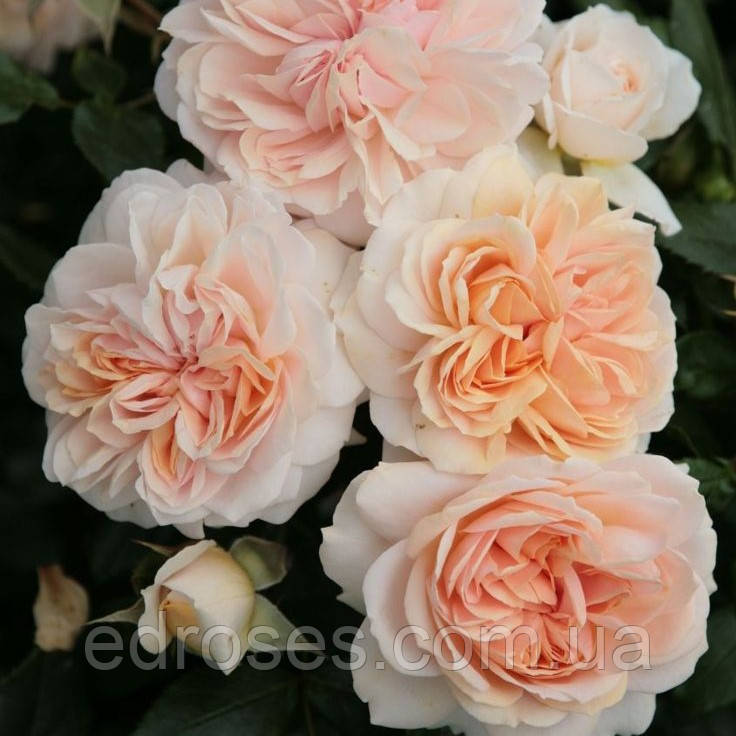 Крем Флавер Циркус (Cream Flower Circus), фото 1