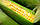 Насіння кукурудзи Почаївський 190 МВ, фото 2