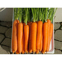 Морковь Лагуна F1 (25000шт.) 2.0-2.2 Nunhems (Голландия)