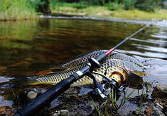 Коропові вудилища