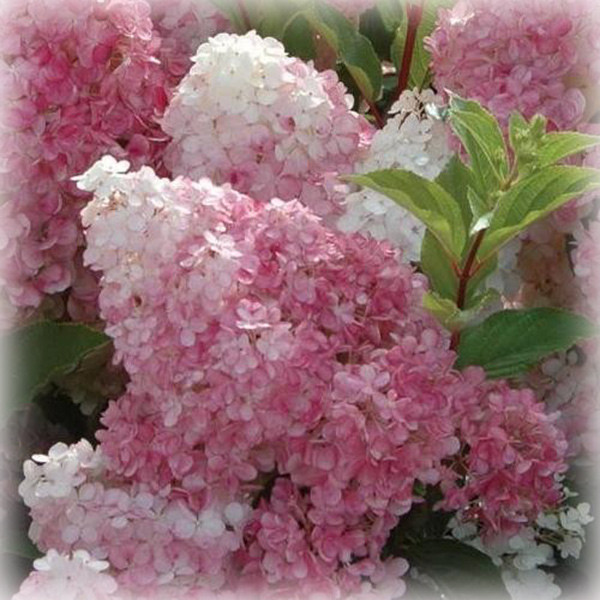 Гортензия Метельчатая Меджикал Свит Саммер (Magical Sweet Summer ...