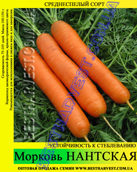 Насіння моркви «Нантська» 25 кг (мішок)