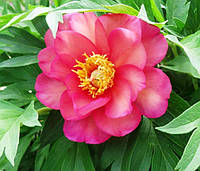 Пион Пинк Ардур (Paeonia Pink Ardour) корневище