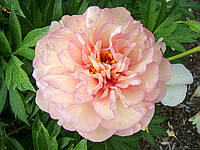 Пион Скрумдидлеумшес (Paeonia Scrumdidleumptious) корневище