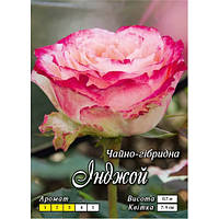 Троянда чайно-гібридна Інджей (Enjoy) сажанець