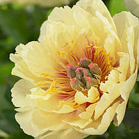 Пион Гарден Треже( Paeonia Garden Treasure) корневище