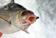 Зимова ловля плотви