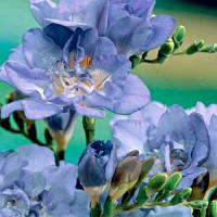 Луковиці Фрезія махрова Blue 100 шт.