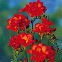 Луковиці Фрезія махрова Red 100 шт.