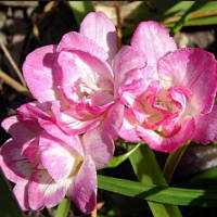 Луковиці Фрезія махрова Rose 100 шт.