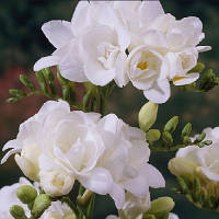 Луковиці Фрезія махрова White 100 шт.