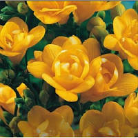 Луковиці Фрезія махрова Yellow100 шт.