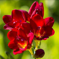 Луковиці Фрезія проста Red 100 шт.