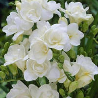 Луковиці Фрезія проста White 100 шт.