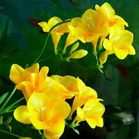 Луковиці Фрезія проста Yellow 100 шт.