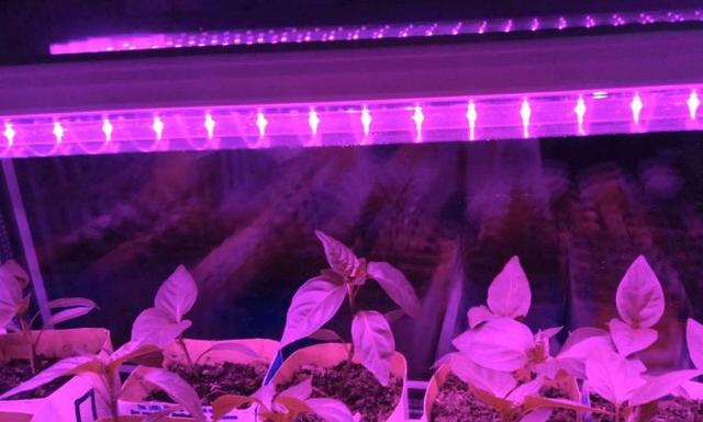 Фитосветильник светодиодный линейный фитолампа для растений 60см