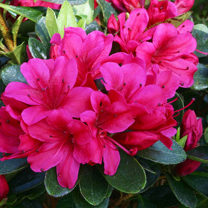 Азалія японська Гейша Роза / 2 роки / Azalea Geisha Rosa, фото 2