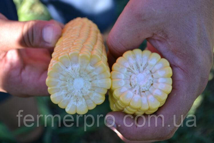 Кукурудза Форвард F1 2500 насіння Lark seeds, фото 1