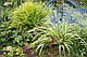ОСОКА ПАЛЬМОЛИСТА ВАРІЄГАТНА (дорослий кущ у технологічному горщику), фото 8