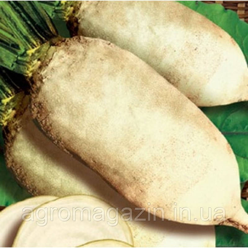 Буряк кормовий Центаур (1-а репродукція) білий