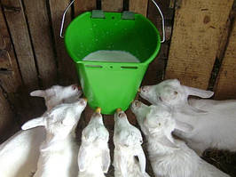 Поїльне відро 6 сосок (ягнят і козенят)