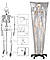 Об'ємний анатомічний скелет людини 181 см, фото 9