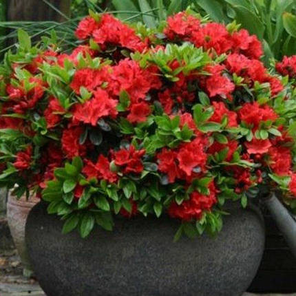 Азалія японська Гейша Ред / 2 роки / Azalea Geisha Red, фото 2