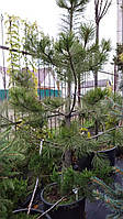 Сосна жовта / Pinus ponderosa С80 /Н 250