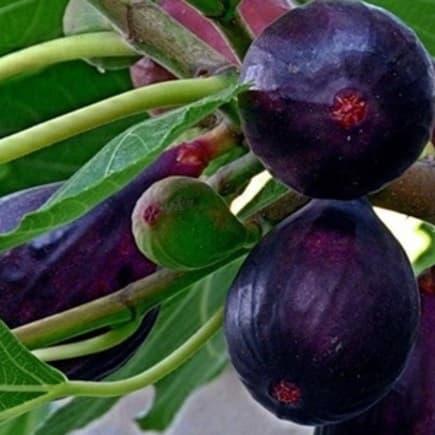 Саджанці інжиру Фіолетовий з Бордо (Grosse Violette de Bordeaux) - великоплідний, ранній, солодкий